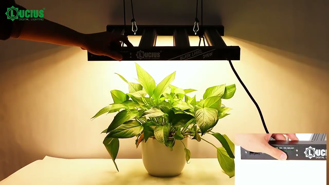 Lucius 240w Led grow light