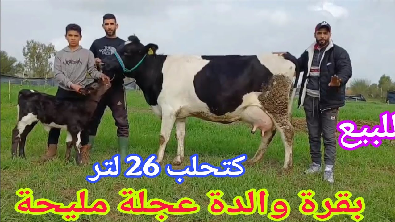 تباااارك الله💫 بقرة والدة عجلة مليحة🌟 إتصل 06.17.75.28.00📞 ألو ولد العيساوي نواحي الغرب🇲🇦 
