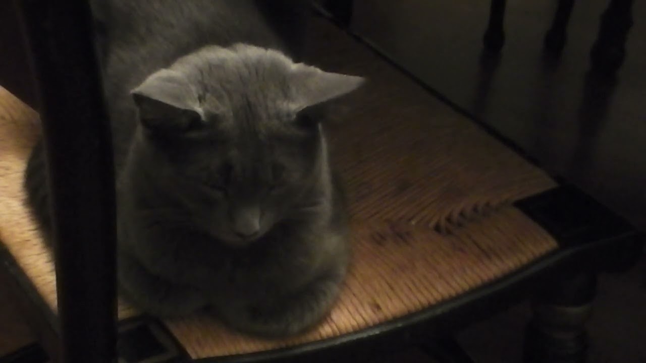 March 2 Daily Devotional   With Starla the Cat