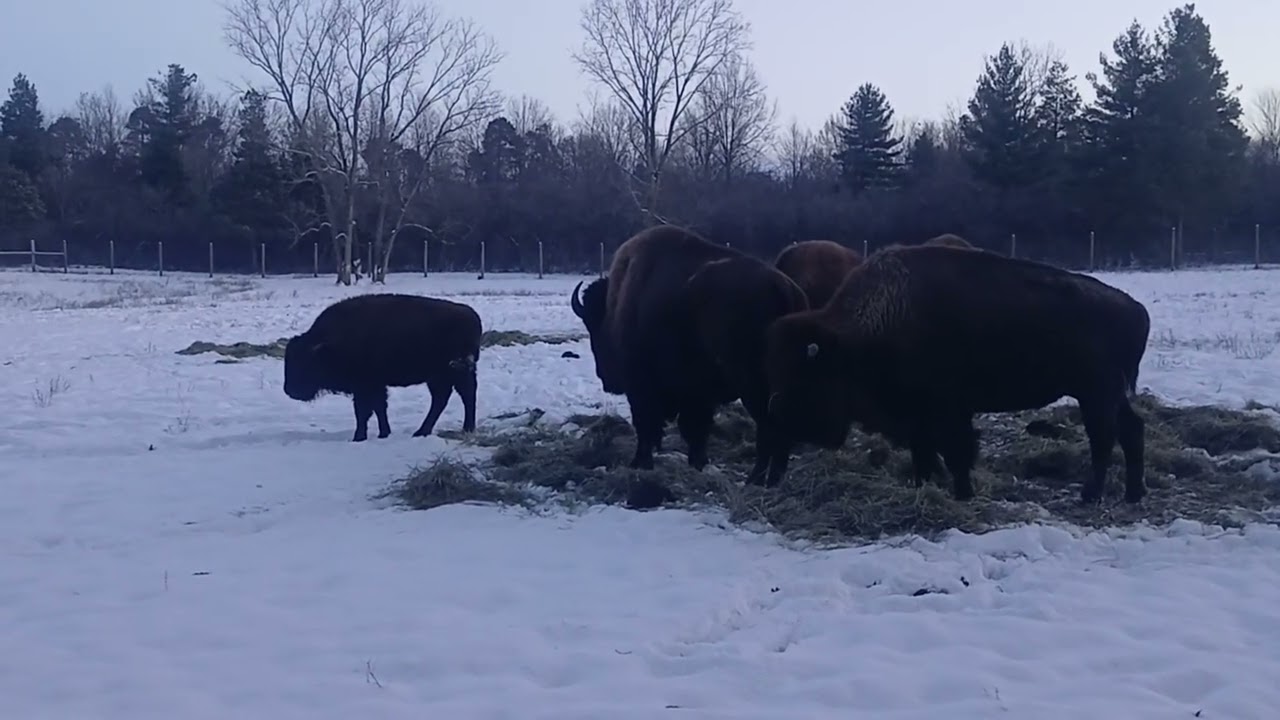 Bison Supplemental Feed.                        #oldschoolalaska #americanbison #buffalo 