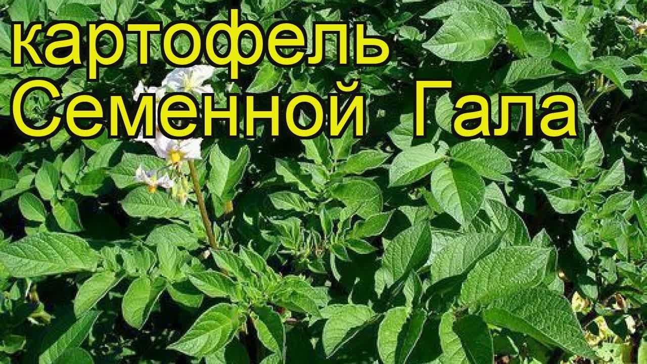 Картофель семенной Гала. Краткий обзор, описание характеристик, где купить картофель Gala