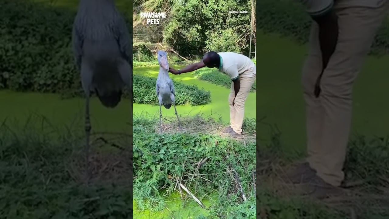 Stork communicates with zookeeper #shorts #storkbird #zookeepers