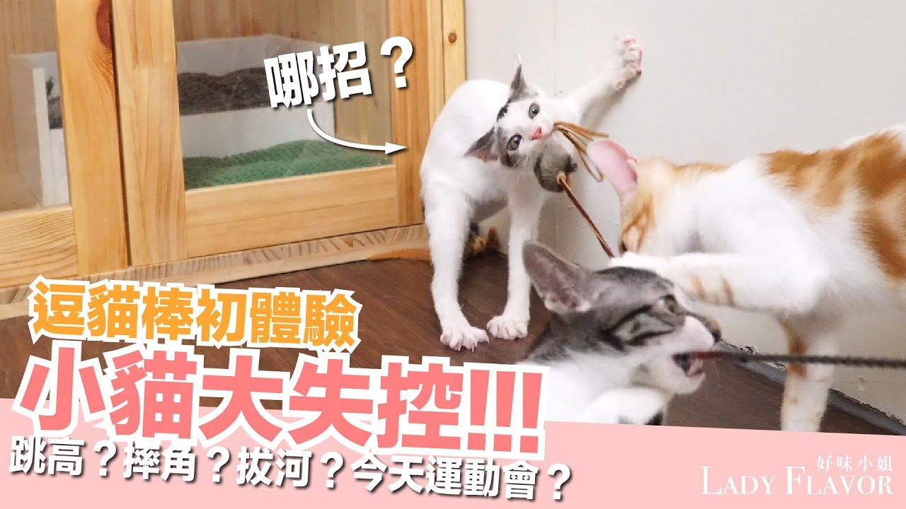 第一次玩逗貓棒，小貓全都瘋狂了！【好味貓日常】EP17