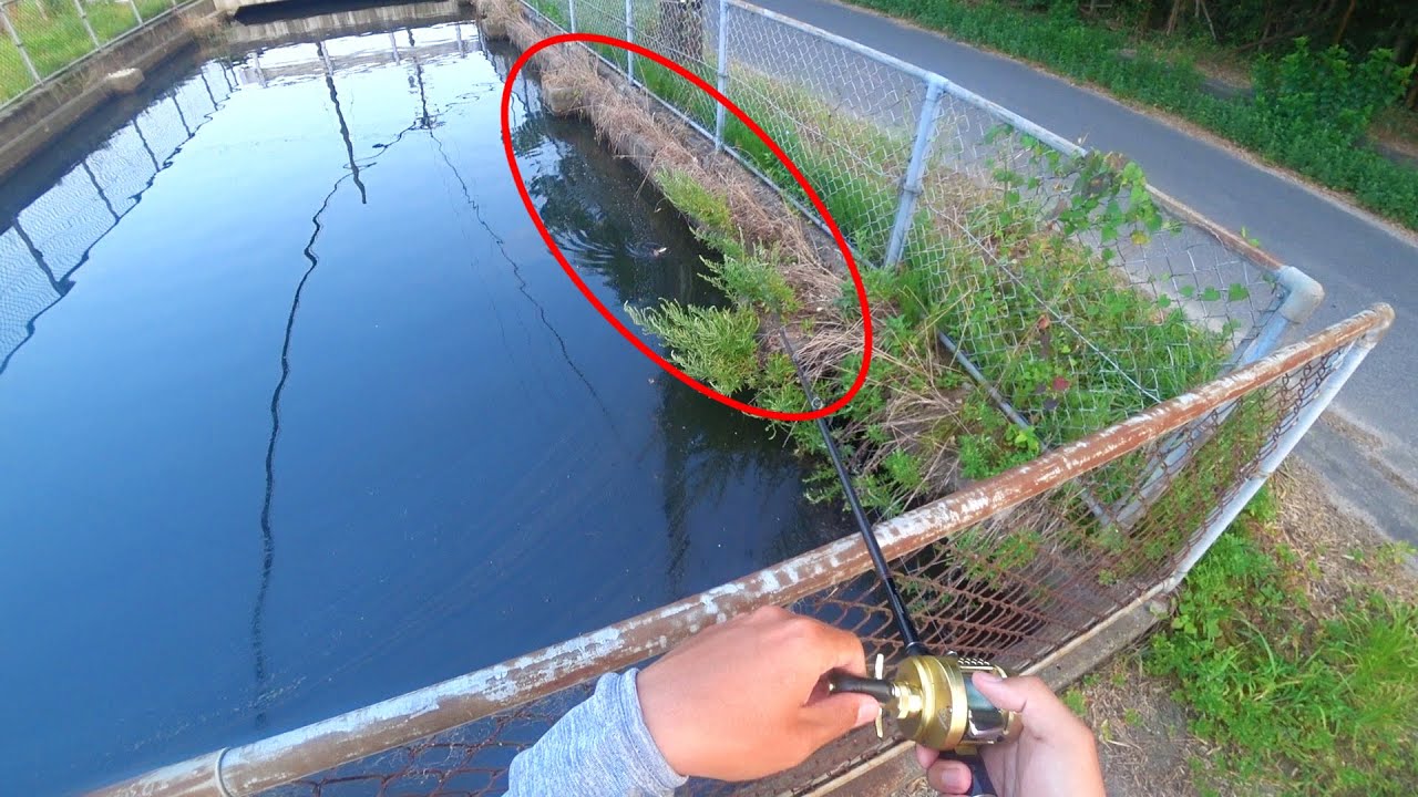 街中の小さい水路で「タエニア」巻いたら簡単すぎたｗｗｗ