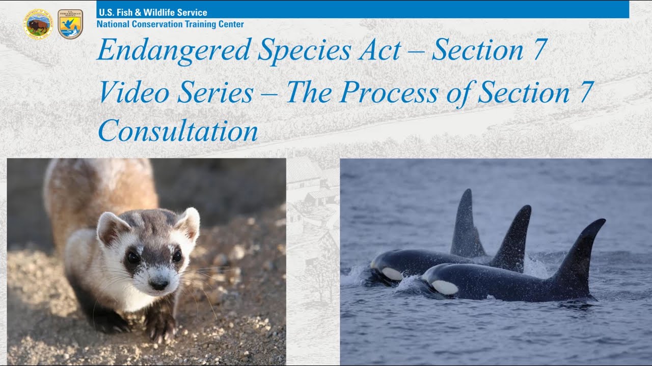 7 - The Process of Section 7 Consultation