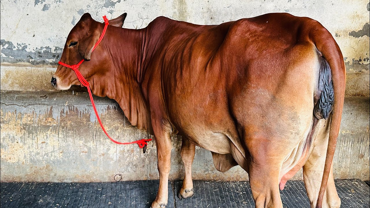 Show quality sahiwal cow for sale // #topbreed sahiwal cow // #competitionlevel sahiwal cow for sale