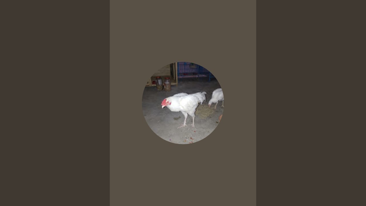 lovebirds8284 is live