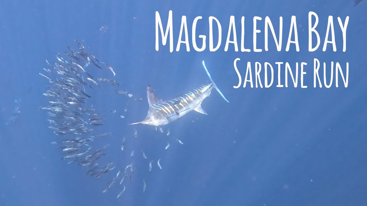 Amazing Magdalena Bay Marlins, Mobulas & More! 2024 - Baja Sur Mexico 4K Ocean Screensaver 🎵 Carlita