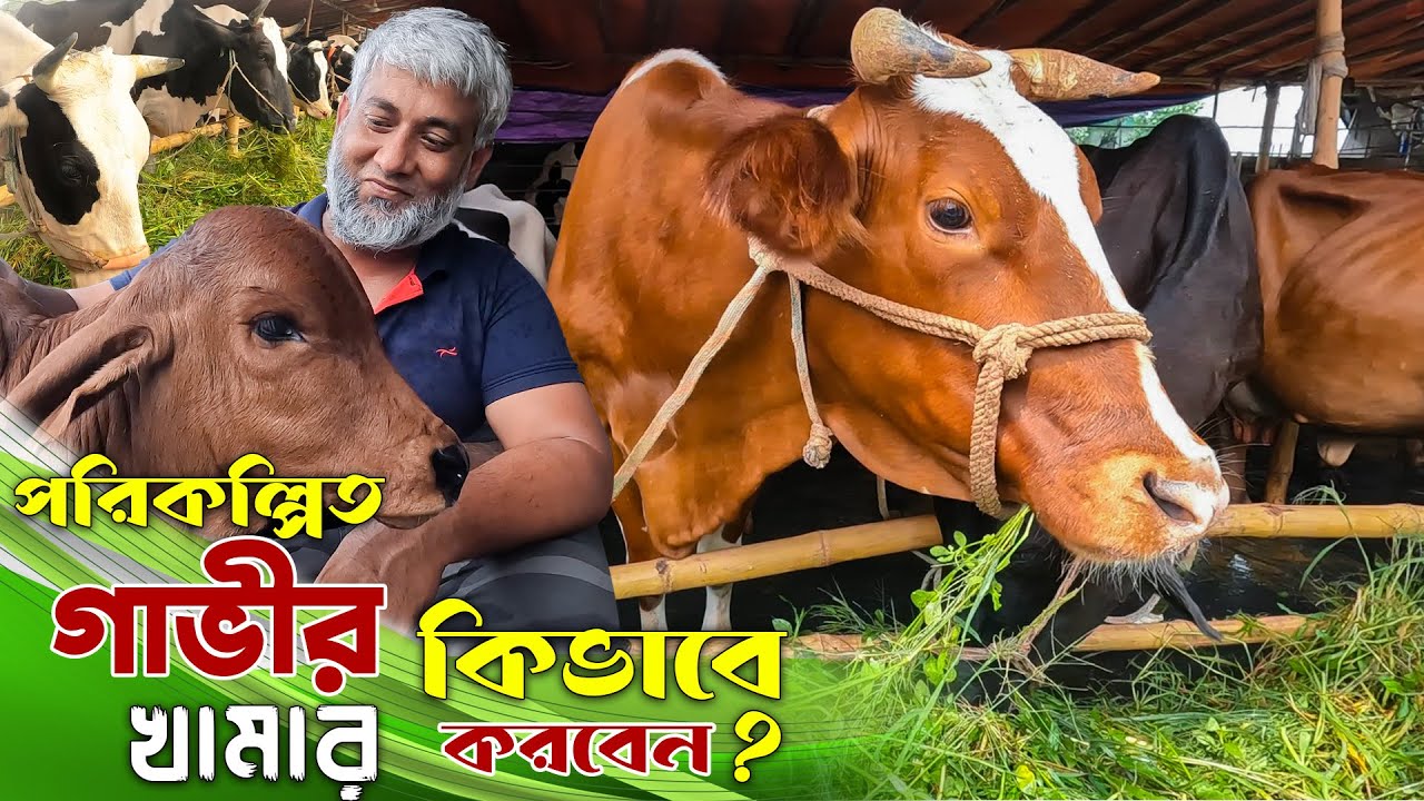 আধুনিক পদ্ধতিতে দুগ্ধ গাভীর খামার কিভাবে করবেন? গাভী গরু পালন পদ্ধতি | Dairy Farming - safollo Kotha