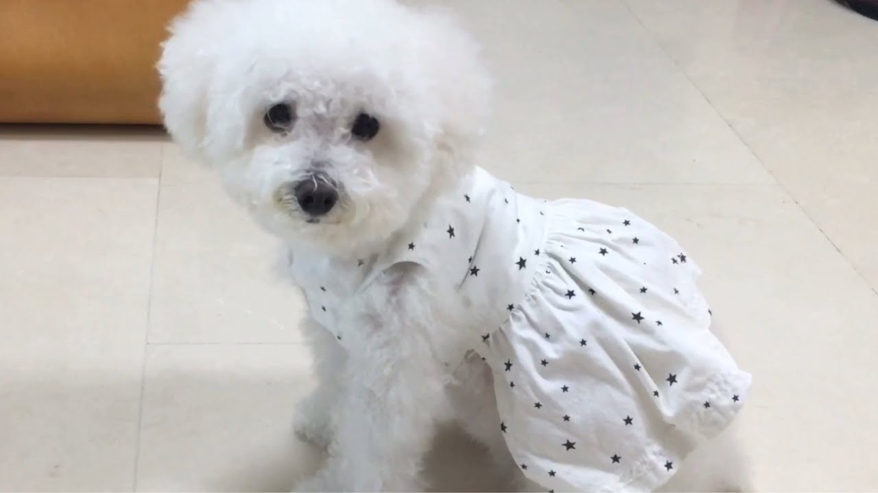 DIY DOG CLOTHES/강아지원피스만들기/DIY Dog Skirts/헌옷으로 강아지옷만들기