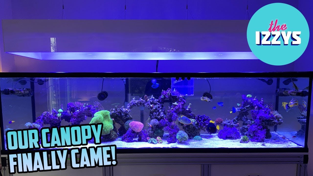IT'S FINALLY FINISHED! The Izzys' 350 Gallon Reef Tank