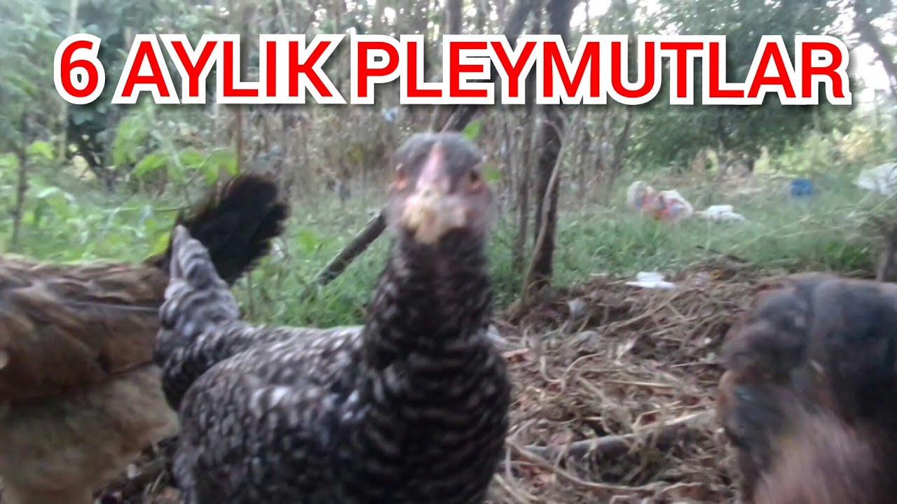 PLEYMUTLARDA SON DURUM