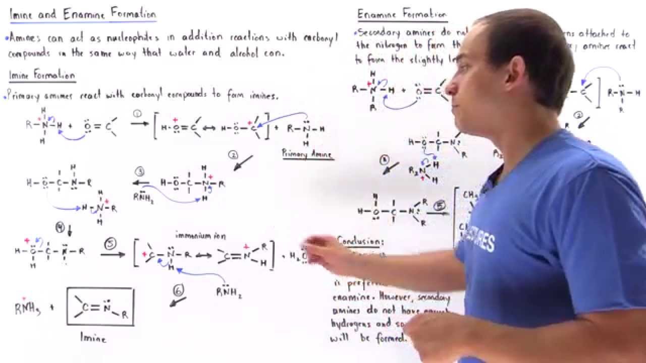 Imine and Enamine Formation