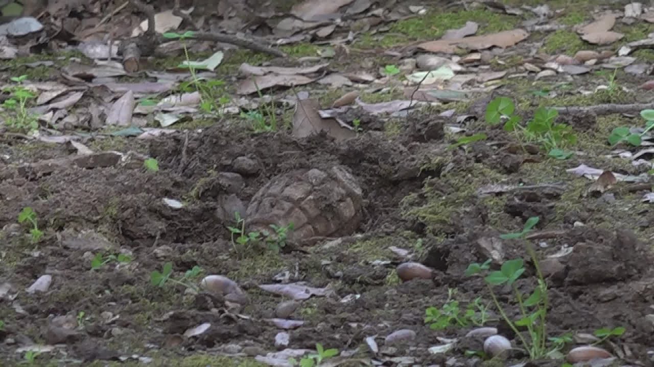 Bambino trova ordigno bellico al Prato