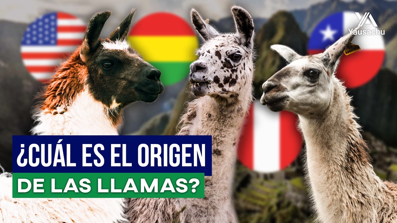 El ORIGEN misterioso de la LLAMA | ¿Cómo llegaron las llamas a SUDAMÉRICA?