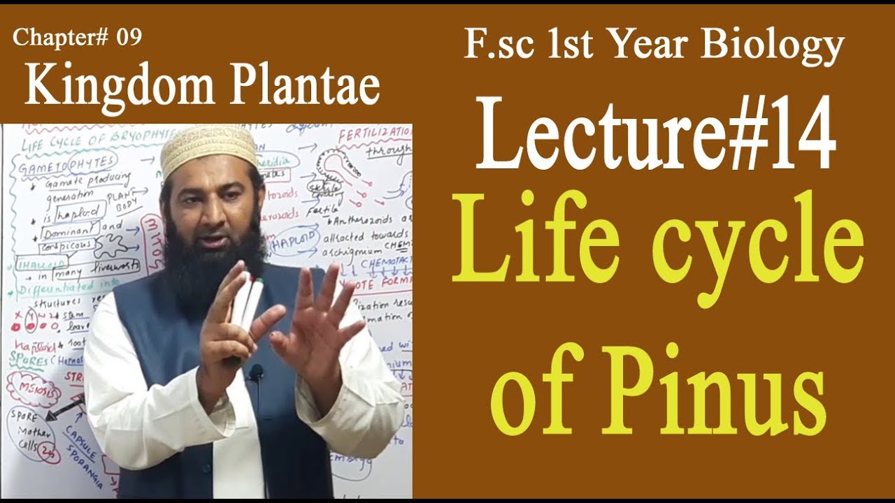 Biology Ch#09-Lecture#14 Life cycle of pinus  (F.Sc 1st Year)