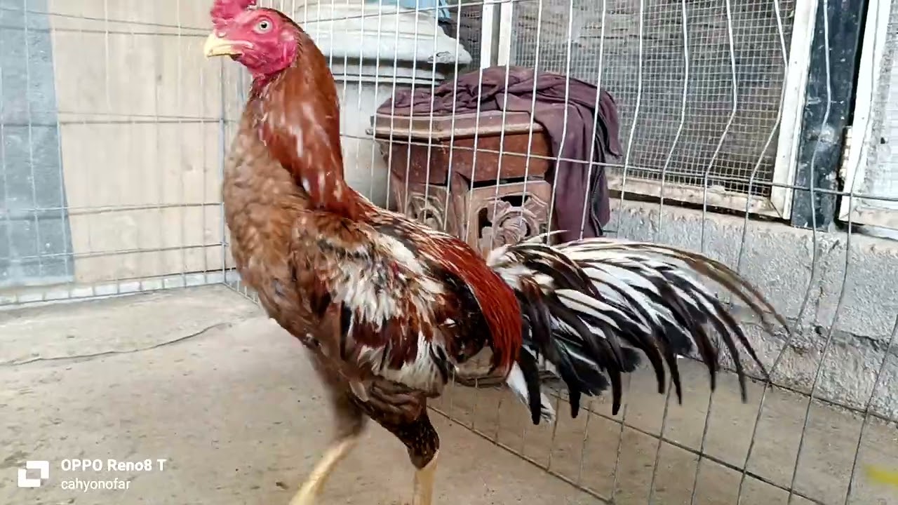 JANGGARAN PLUCER KAKI UBET DRUMBAND ASYIK 