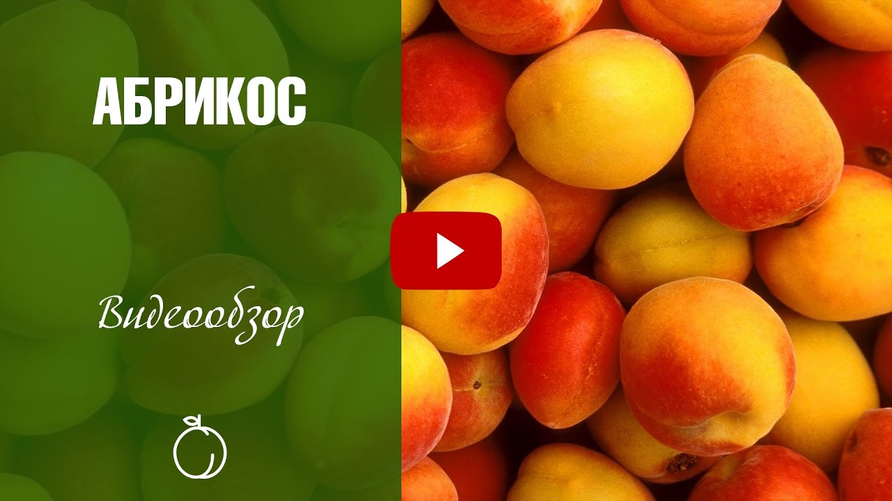 Абрикосы ✅ Обзор лучших сортов❗