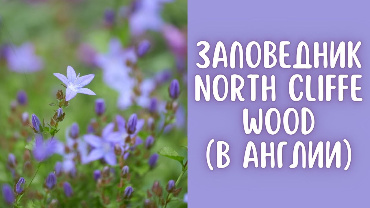 Заповедник North Cliffe Wood (в Англии)