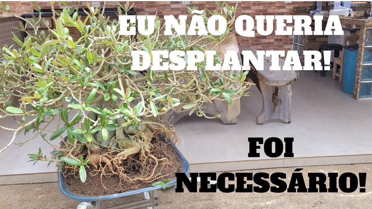 Eu não queria fazer isso! Desplante da Rosa do Deserto PENDENTE, e Um desabafo sobre um comentário.
