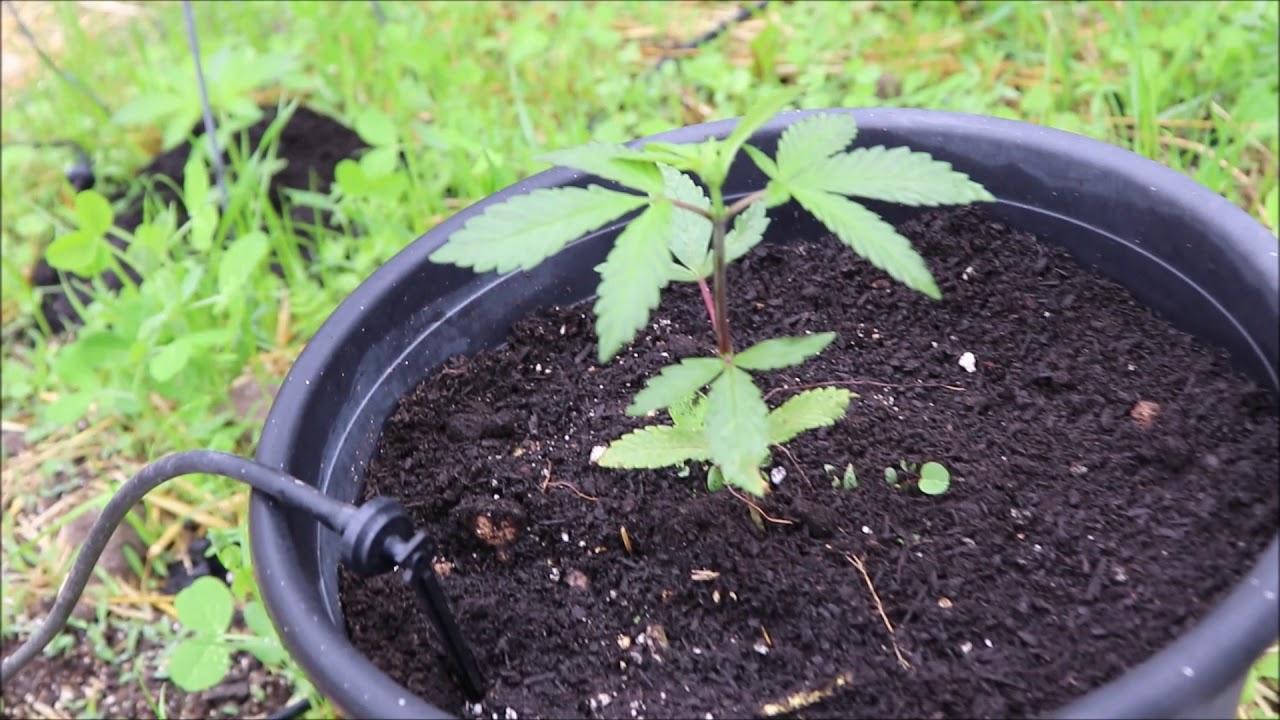 How to Grow Marijuana Outdoors   Garden Update April 27th