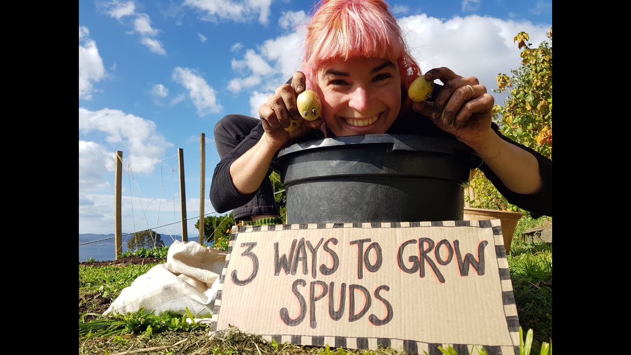 Crisis Gardening: 3 ways to plant potatoes!