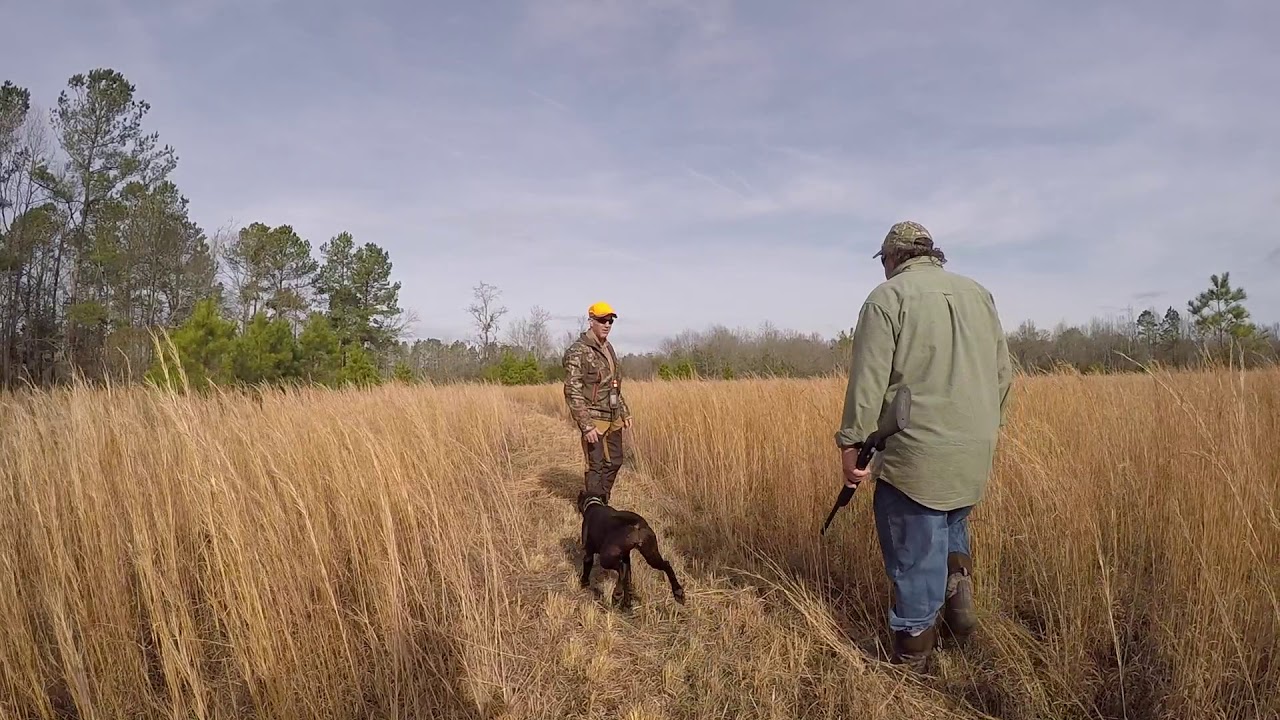 Quail Hunt Jan 18, 2020