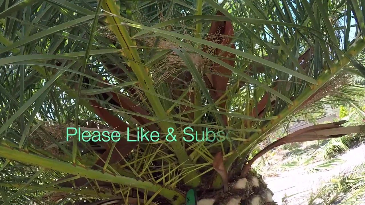 CANARY PALM TREE TRIM