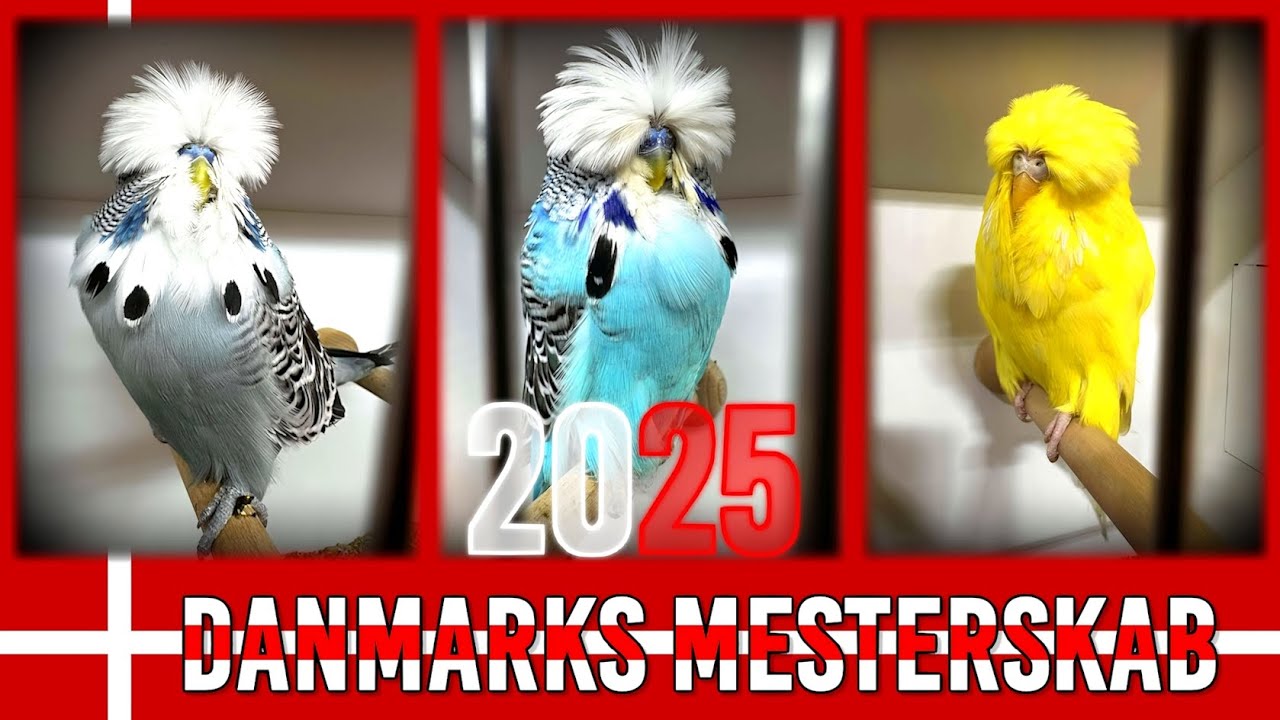 Dansk Mesterskab 2025 DM i Undulat Danish Budgerigar Championship Show