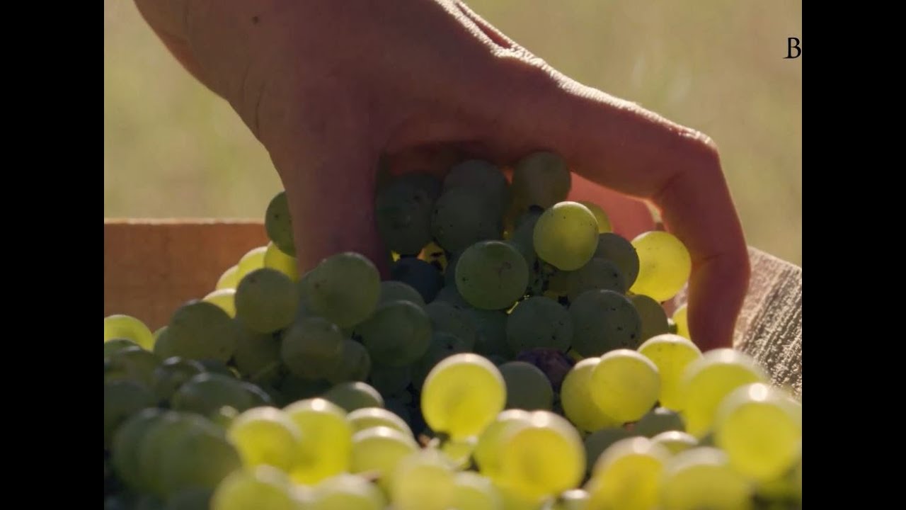 Bordeaux, a land of wines