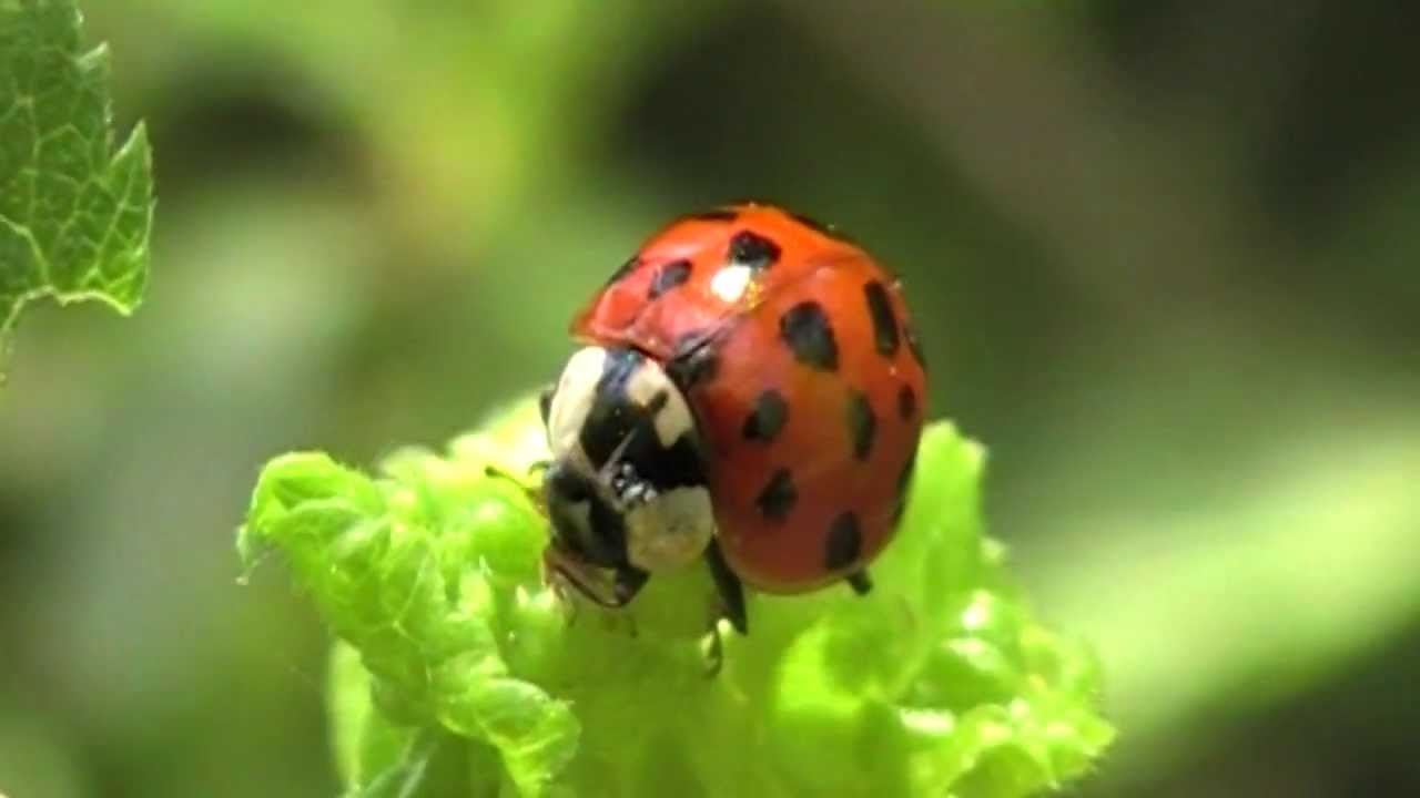 L'invasion des coccinelles asiatiques, un danger?