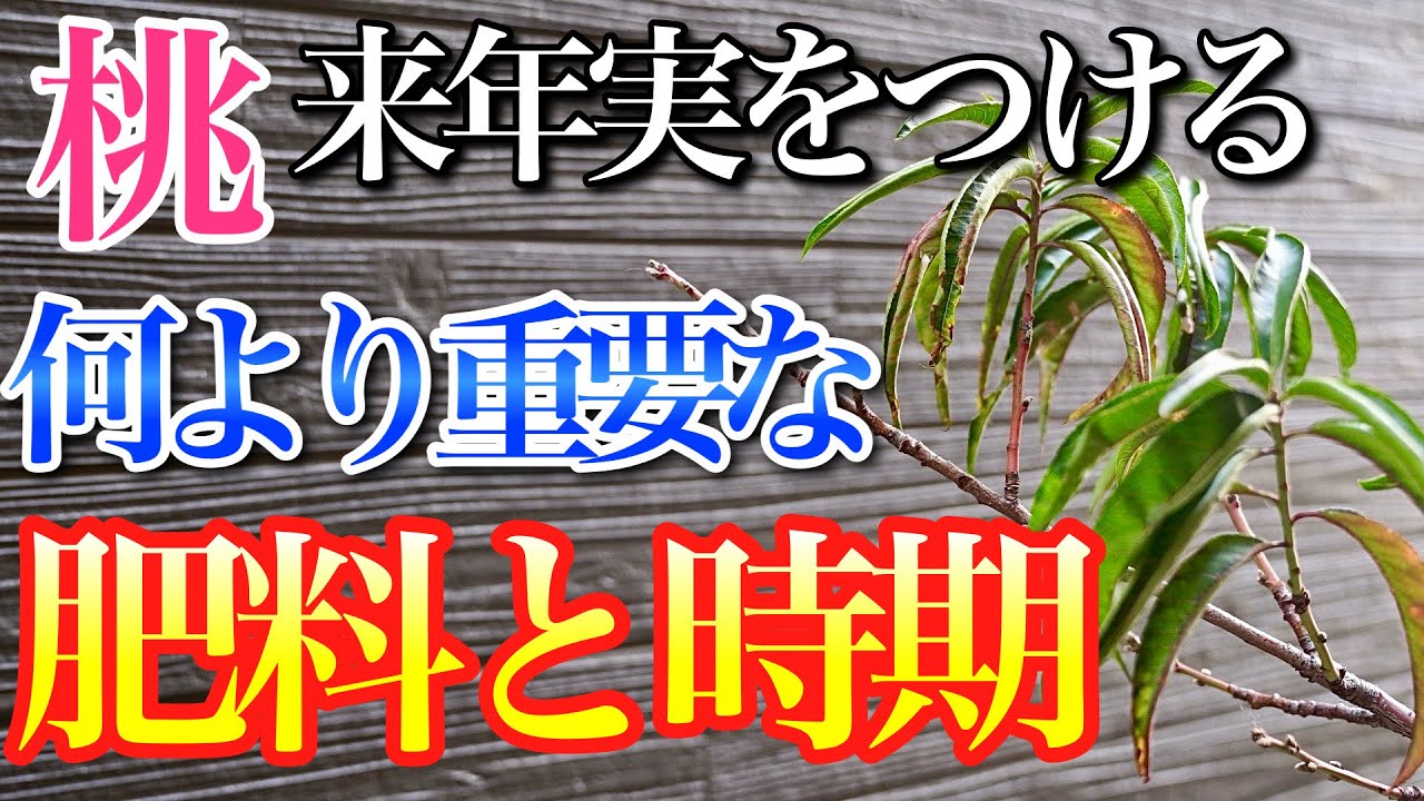 【桃】来年実を付けるために何より重要な肥料と時期を教えます