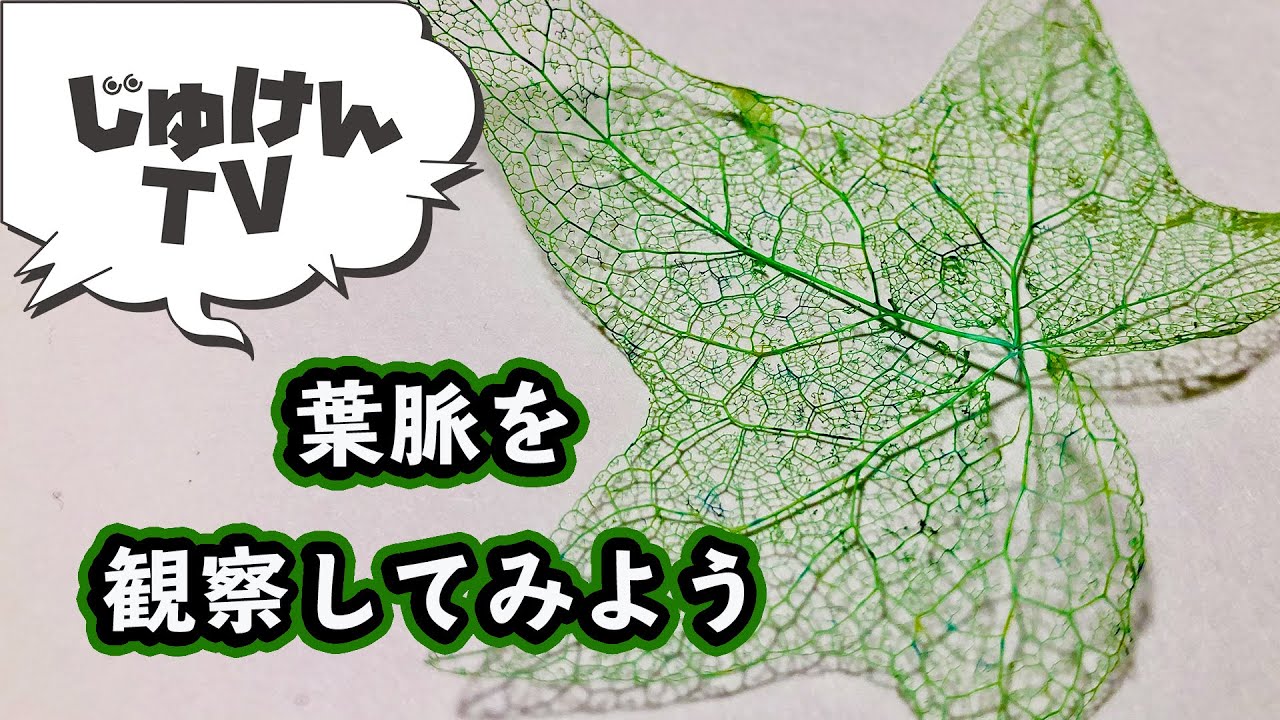 【インテリアにも】手作り葉脈標本