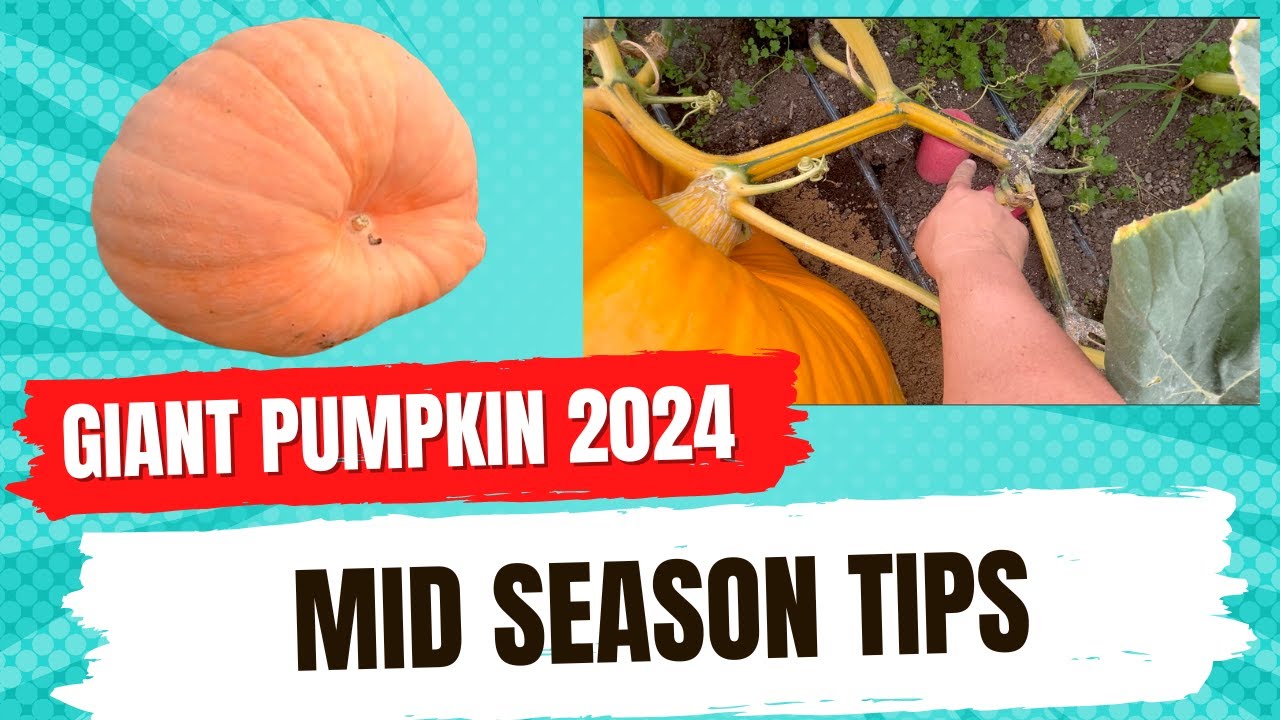 Mid Season Giant Pumpkin Maintenance.