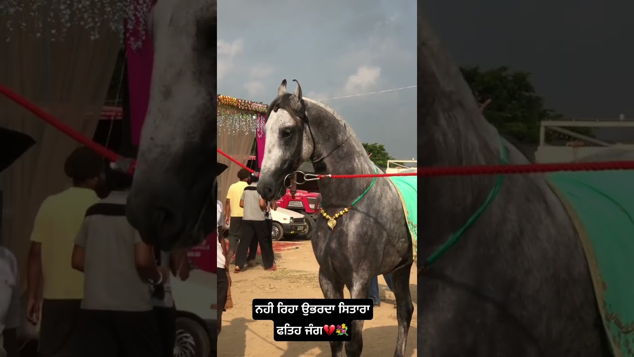 RIP STALLION FATEH JUNG💔💐🕊️