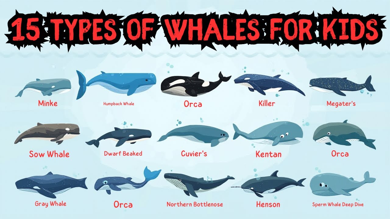 15 Types of Whales for Kids | Learn Whale Names and Fun Facts 🌊🐋