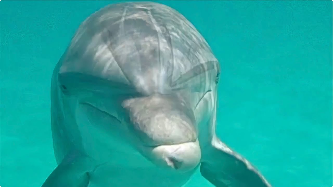 The secret spot in Florida where dolphins swim to you
