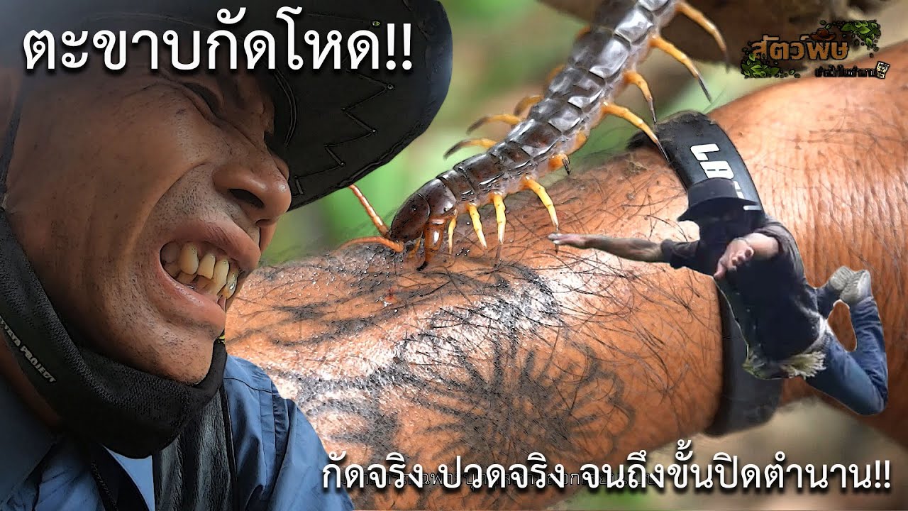 ตะขาบกัดโหด!! เจ็บจริง ปวดจริง  สัตว์พิษ EP.ปิดตำนาน