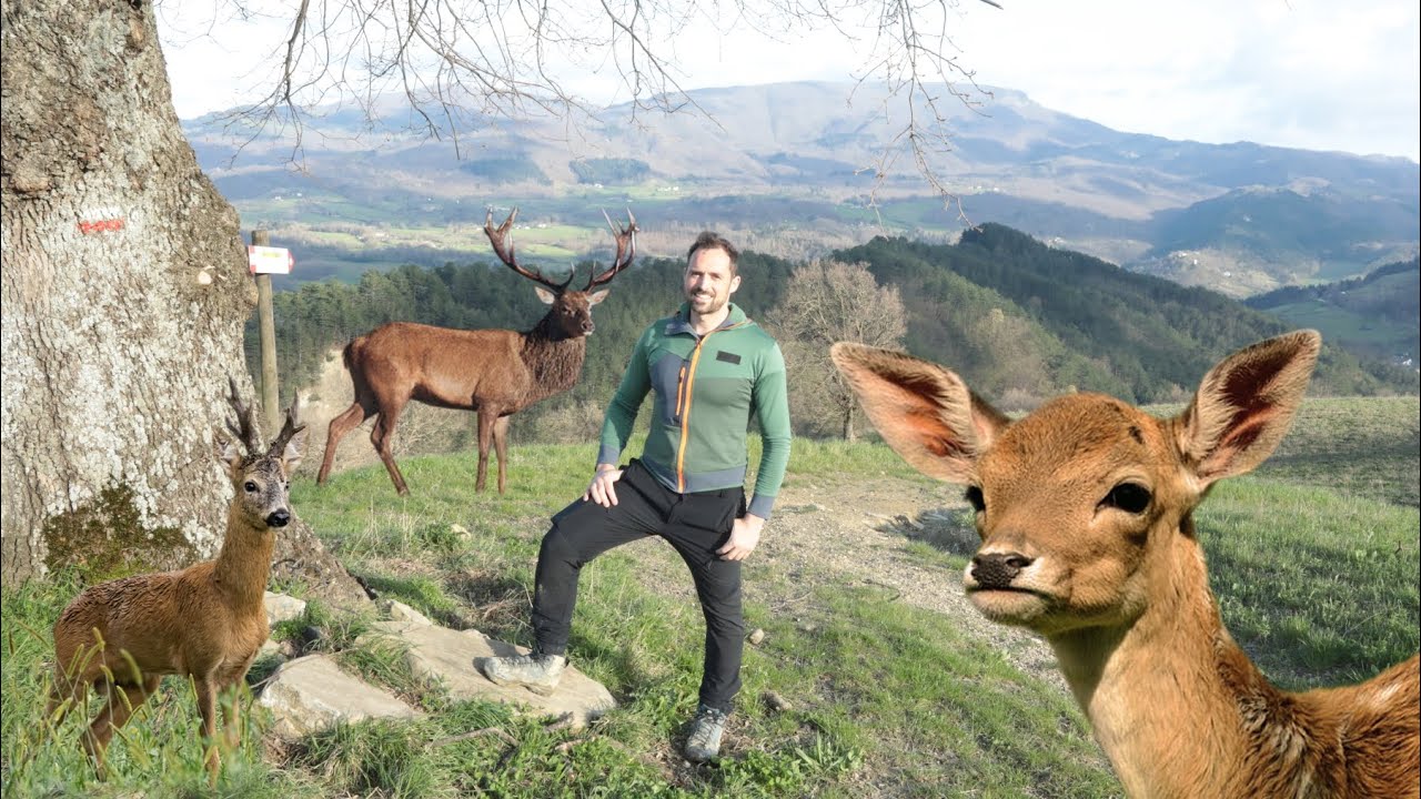 Differenze fra CERVO, DAINO e CAPRIOLO!