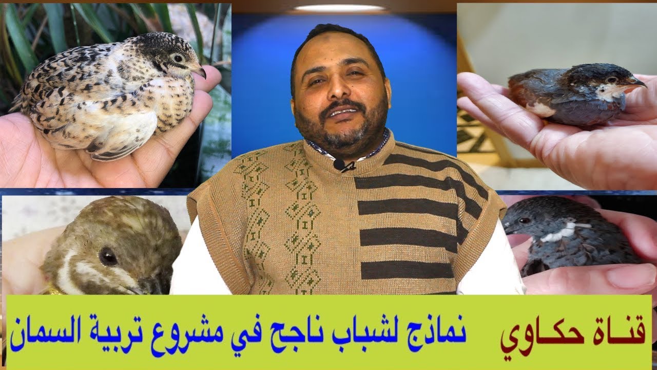 مشروع تربية السمان { 07 } نجاح ساحق لأحد متابعيها في تربية السمان