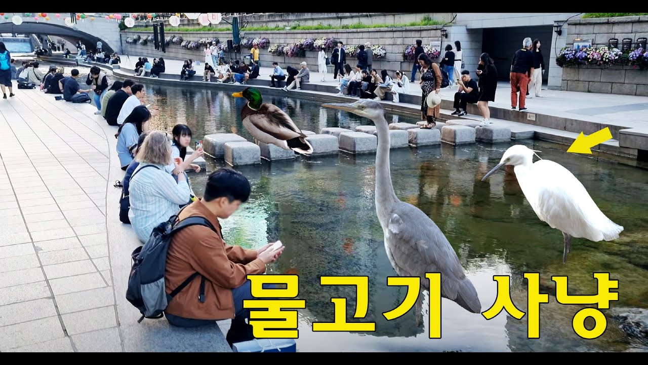 외국인들이 청계천을 신기해하는 이유?  🦢🦢🦆/ 역대급 볼거리 / 물고기사냥 / 오리 네친구 
