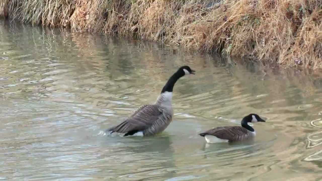 2013 Feb  24 Attack of the Geese