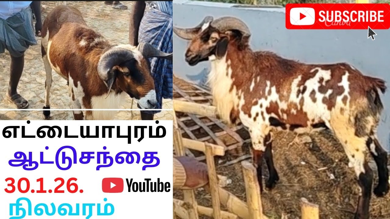 @ எட்டையபுரம் ஆட்டுசந்தை. 30.1.26 நிலவரம். 