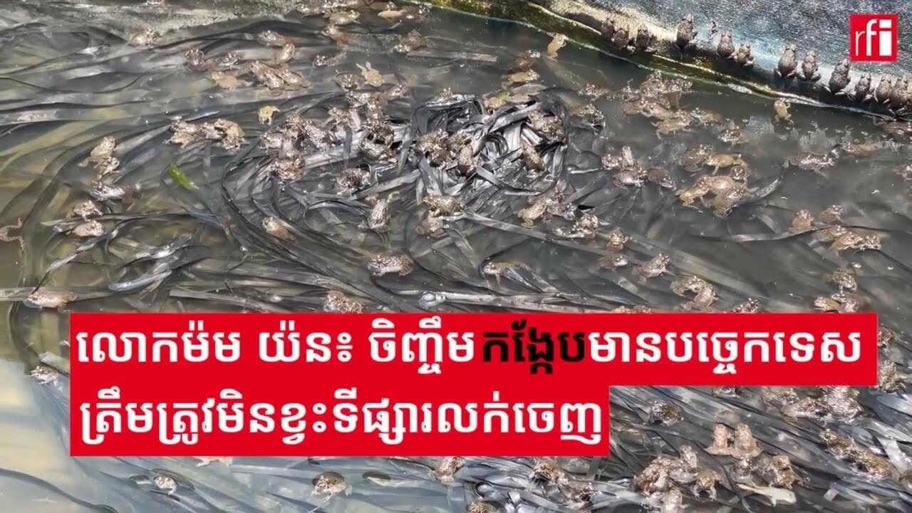 លោកម៉ម យ៉ន៖ចិញ្ចឹមកង្កែបមានបច្ចេកទេសត្រឹមត្រូវមិនខ្វះទីផ្សារលក់ចេញ