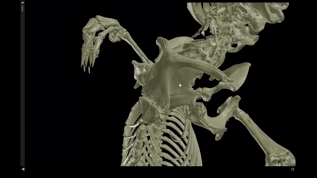Some skeletal differences between monotremes and placental mammals