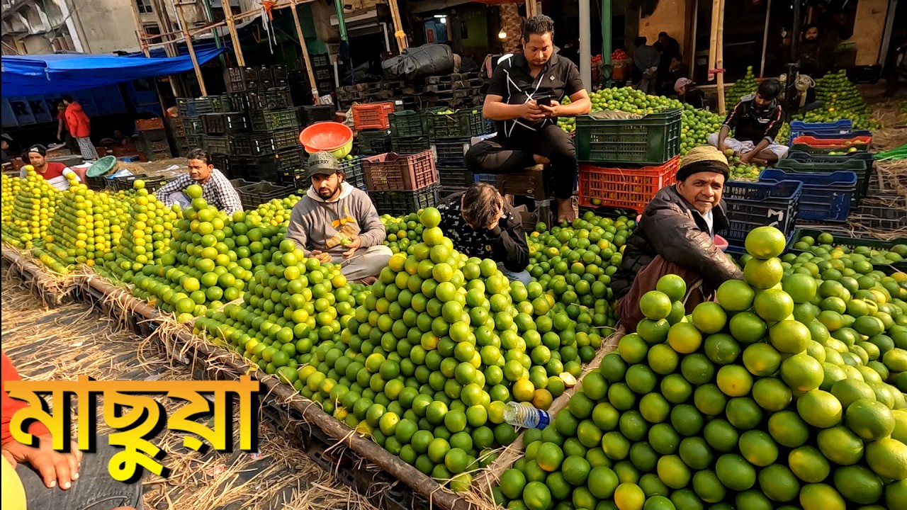 🍊 মেছুয়া হোলসেল ফল বাজার কলকাতা | জানুয়ারি ২০২৬ | কমলা ও মৌসম্বি লাবুর আজকের পাইকারি দাম #fruit