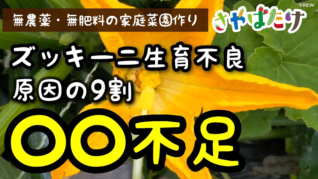 ズッキーニ初期の仕立て方！ズッキーニ失敗する原因の9割は◯◯不良です！