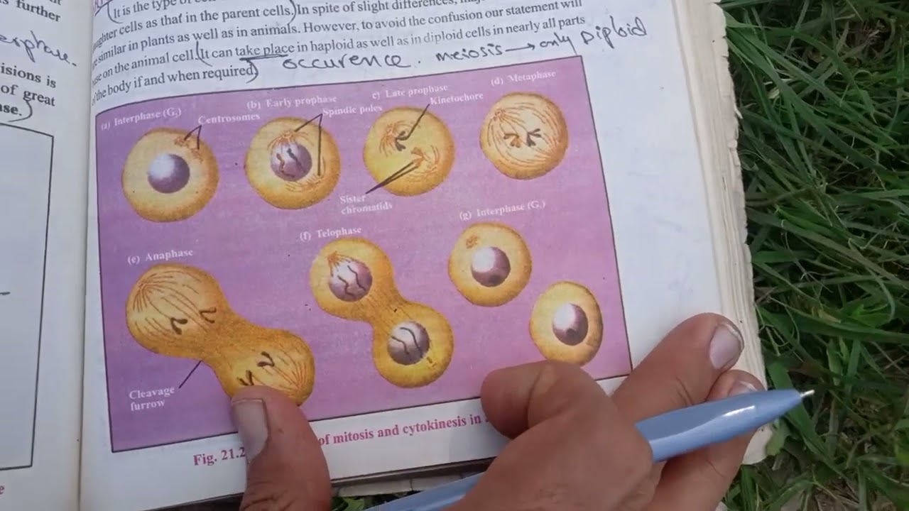 2nd year biology CH 21 cell cycle part 1 SQ and LQ||