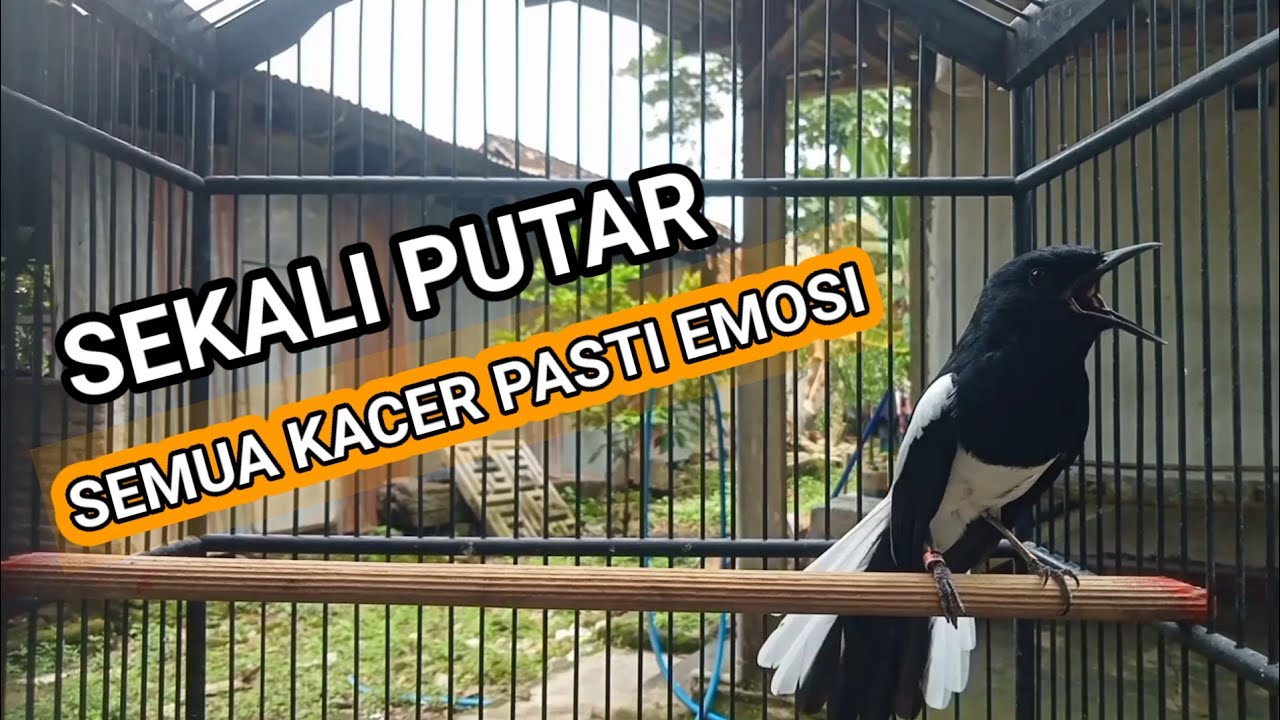 Kacer GACOR ngeplong KONSLET Tarung ini Paling Ampuh untuk PANCINGAN KACER agar EMOSI..