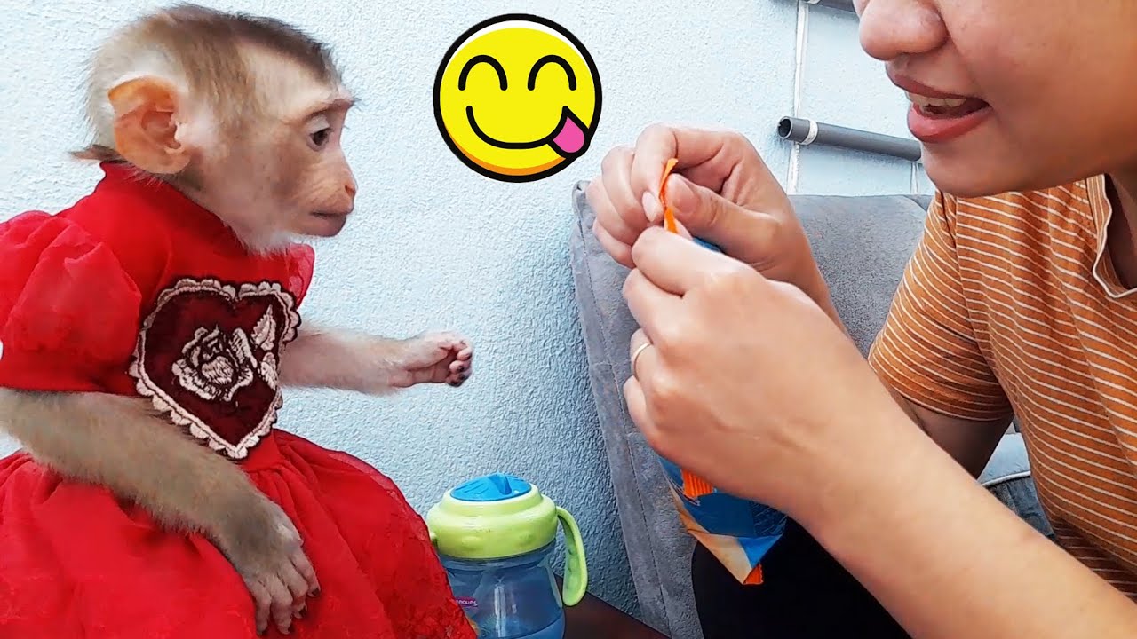Yummy yummy! Bread and milk are two favorite dishes of baby monkey Lyly